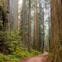 Where to See Redwoods in California