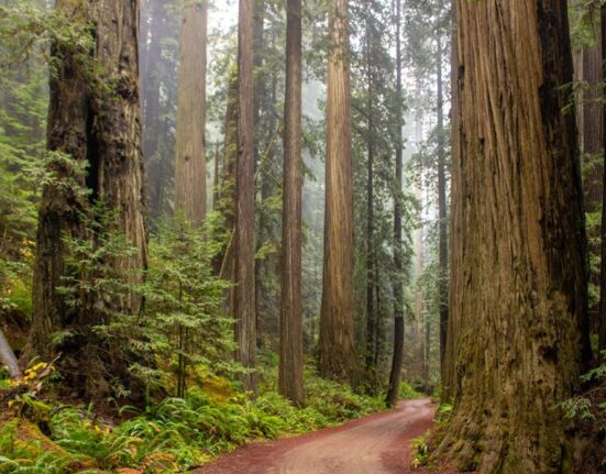 Where to See Redwoods in California