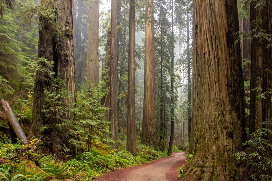 Where to See Redwoods in California